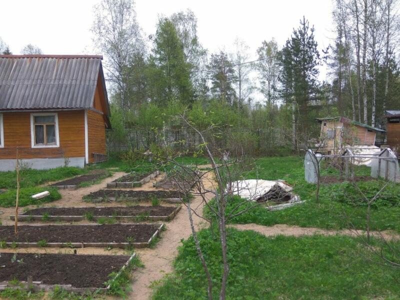 Можно купить в снт участок. СНТ Питер. Участок СНТ. Санкт Петербург садоводства. СНТ Грузино 6 Ленинградская область.