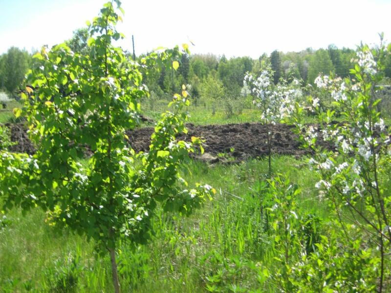Купить Сад В Белоярском Районе Свердловской Области