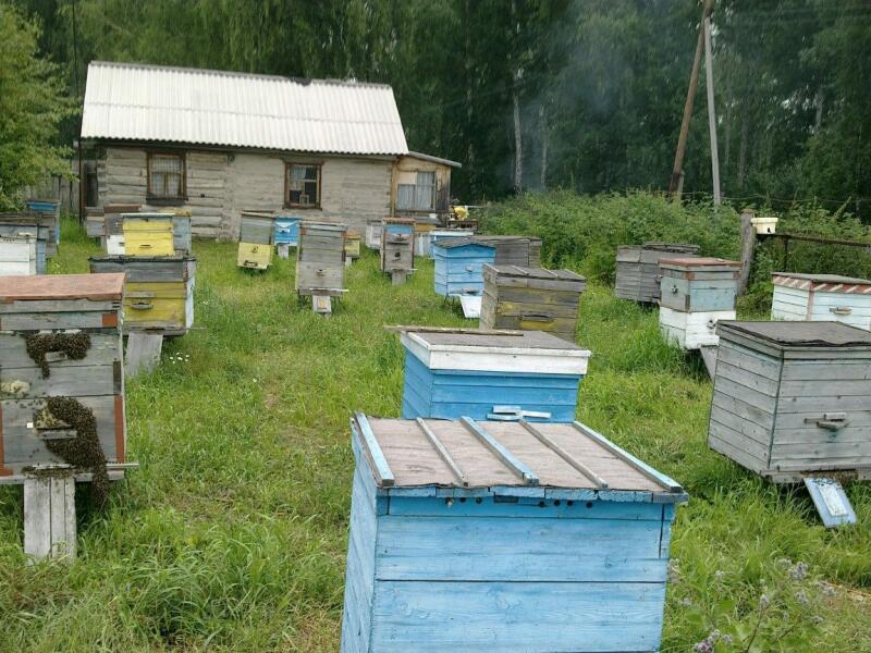 Купить Пчел В Брянской Области
