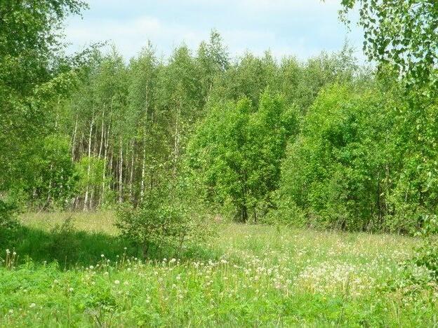 Купить Участку В Псковской Обл