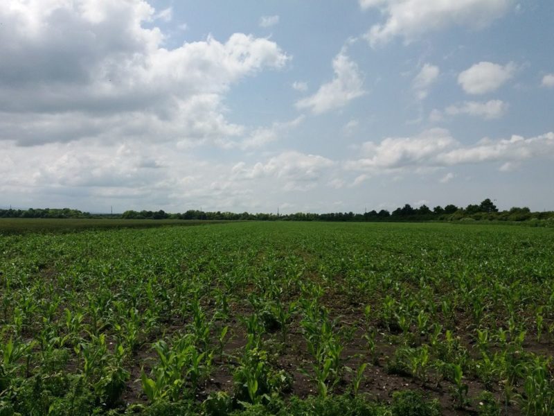 Земли сельскохозяйственного назначения. Сахарная свекла фото на фоне неба. Купить землю ставропольский край