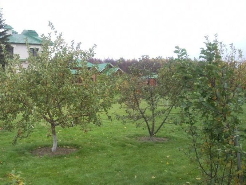 Яблоневый земляные алюминиевый. Яблоневый сад на 10 сотках. Плодовые деревья для сада. Яблони на дачном участке. Плодовый сад на даче.